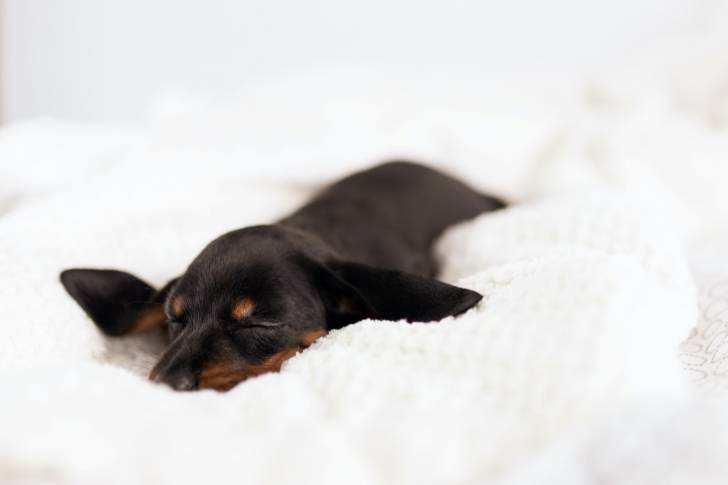 Photo Brachet Autrichien Noir et Feu