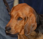 Photo Brachet Polonais