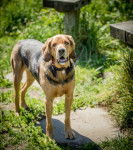 Photo Brachet Polonais