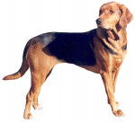 Photo Brachet Polonais