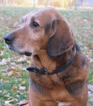 Photo Brachet Polonais