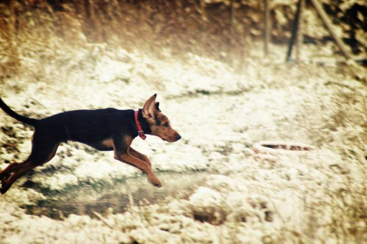 Photo Brachet Polonais