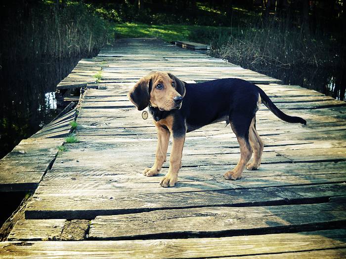 Photo Brachet Polonais