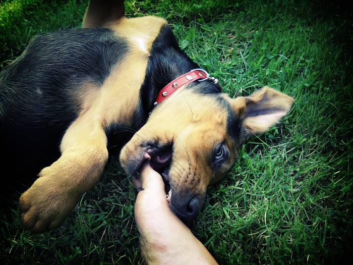 Photo Brachet Polonais