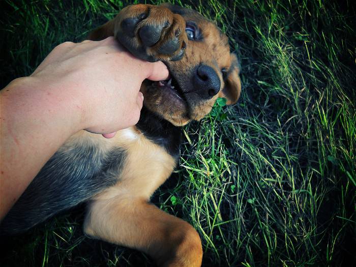 Photo Brachet Polonais