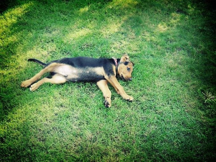 Photo Brachet Polonais