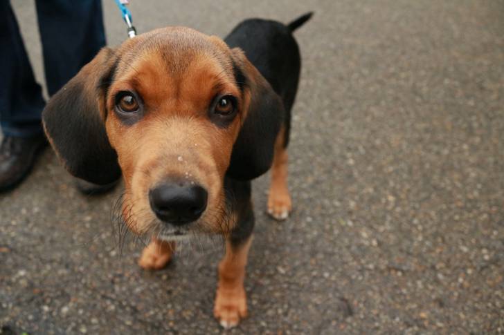 Photo Brachet Polonais