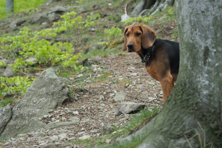 Photo Brachet Polonais