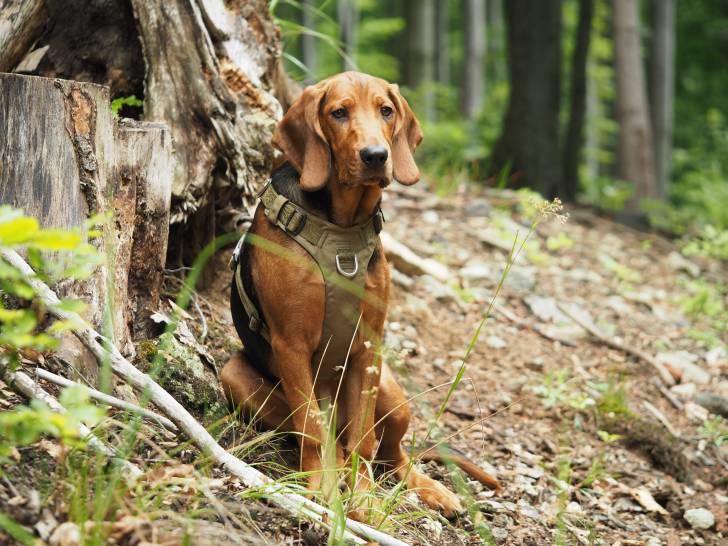 Photo Brachet Polonais