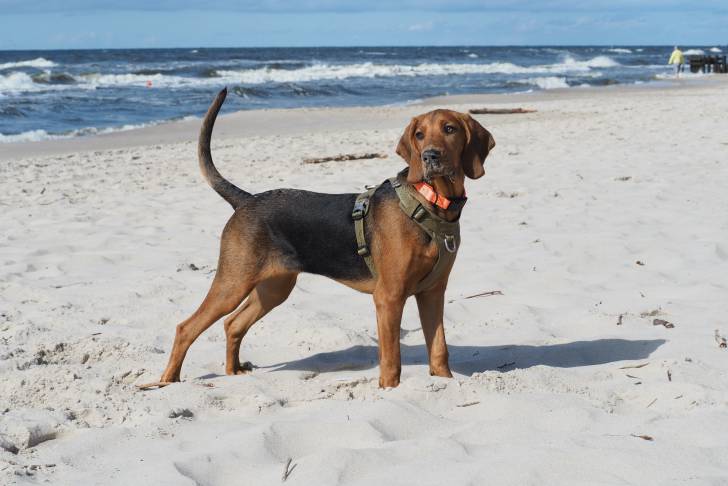 Photo Brachet Polonais