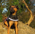 Photo Brachet Tyrolien