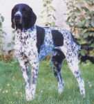 Braque d'Auvergne - Braque d'Auvergne