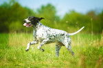 Photo Braque d'Auvergne