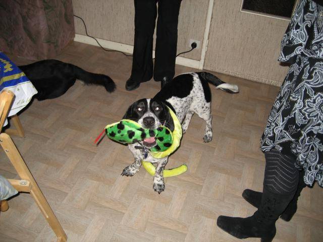 Basset X Braque d'Auvergne, Birdy - Braque d'Auvergne