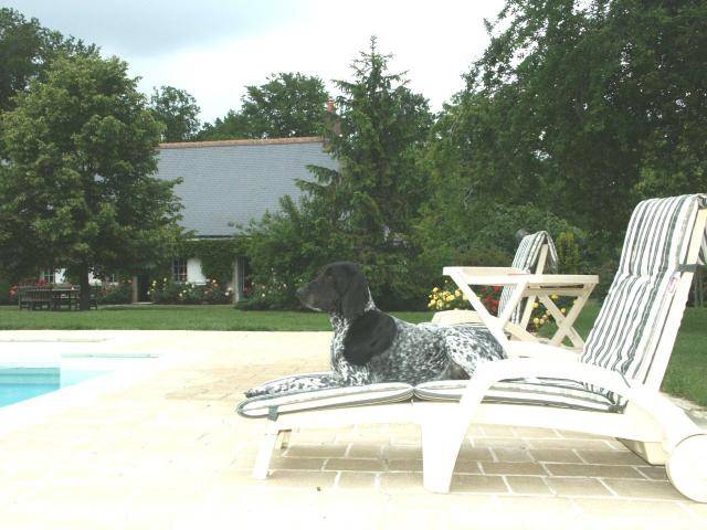 Braque d'Auvergne - UTOO - Braque d'Auvergne