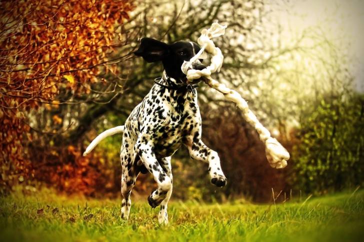 Photo Braque d'Auvergne