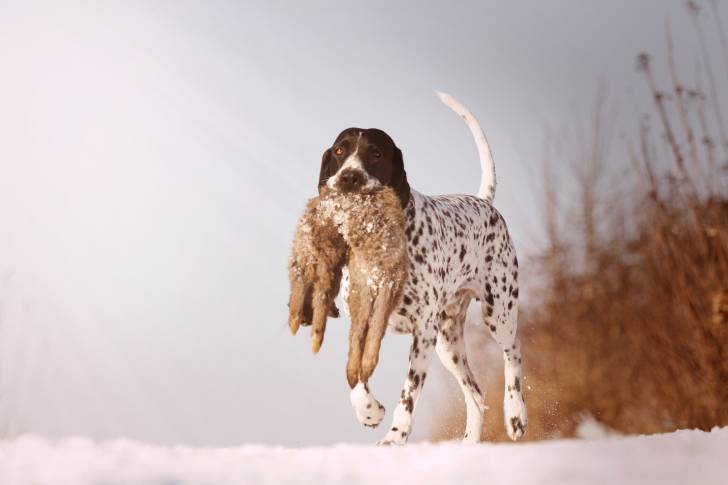 Photo Braque d'Auvergne