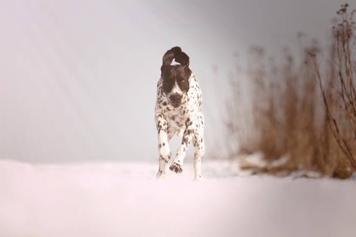 Photo Braque d'Auvergne