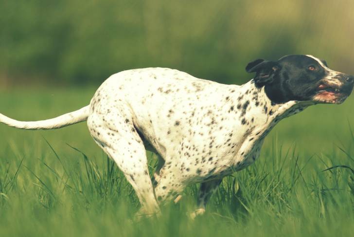 Photo Braque d'Auvergne