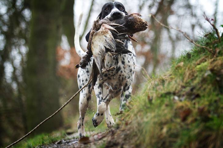 Photo Braque d'Auvergne