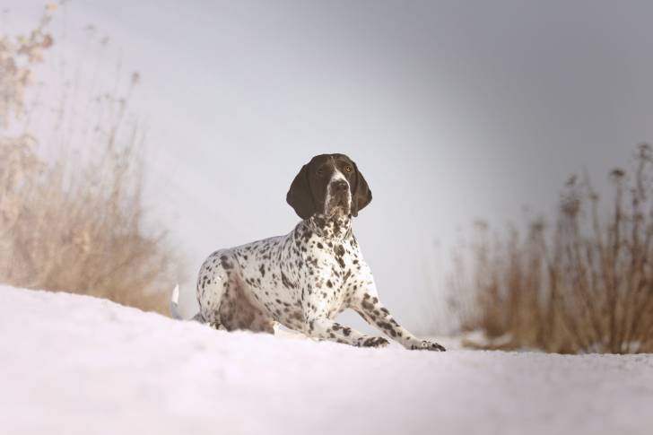 Photo Braque d'Auvergne
