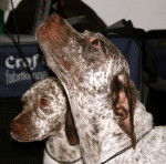 titus - Braque du Bourbonnais Mâle (8 ans)