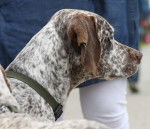 Photo Braque du Bourbonnais