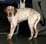 Photo Braque du Bourbonnais