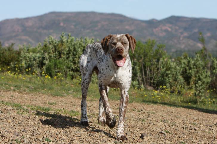 Photo Braque du Bourbonnais