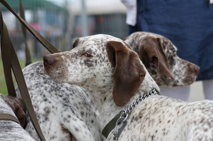Photo Braque du Bourbonnais