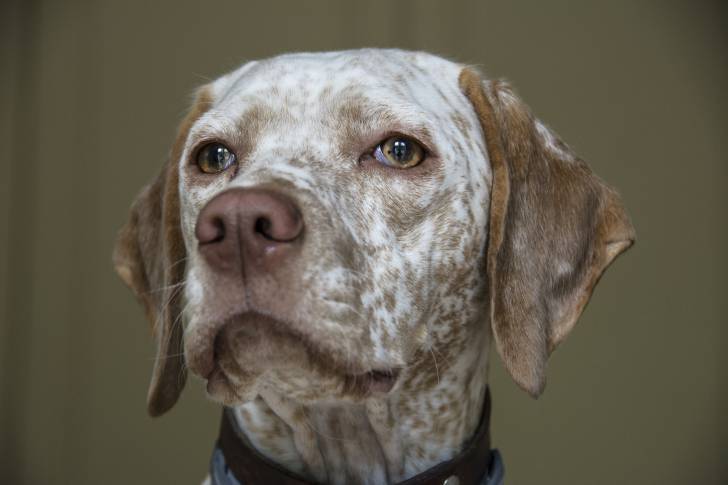 Photo Braque du Bourbonnais