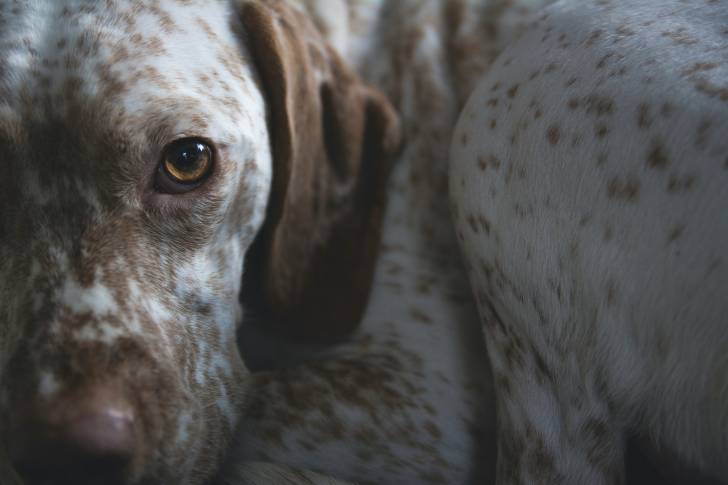 Photo Braque du Bourbonnais