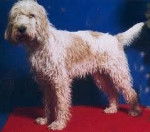 Perdita - Grand Griffon Vendéen (11 ans)