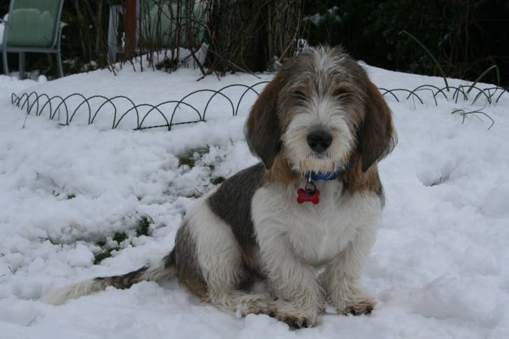 Luna - Grand Griffon Vendéen Femelle (1 an)