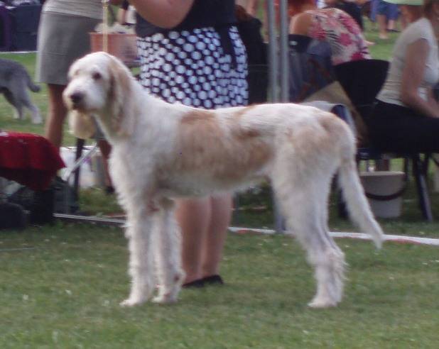 Photo Grand Griffon Vendéen