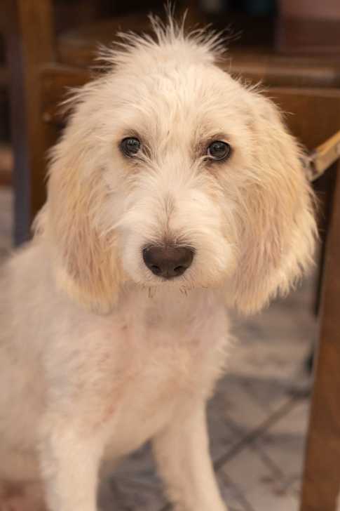 Photo Grand Griffon Vendéen