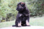 blue boy - Berger Allemand Mâle