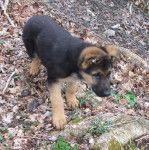 chiout - Berger Allemand M&acirc;le (1 an)