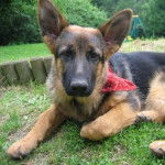 jim - Berger Allemand M&acirc;le (4 ans)