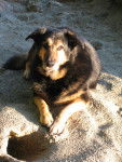 Koda - Berger Allemand (13 ans)
