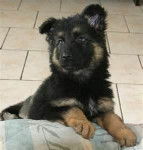 Maya - Berger Allemand (2 mois)
