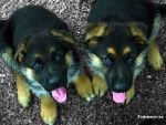 Zoe y Luna - Berger Allemand