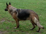 rage - Berger Allemand (6 ans)
