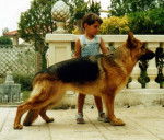 Willi - Berger Allemand M&acirc;le (2 ans)