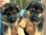 sassy and fang - Berger Allemand (1 mois)
