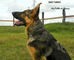 deep - Berger Allemand (2 ans)