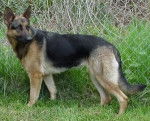 jazz - Berger Allemand (2 ans)