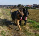 Beeting et Sam - Berger Allemand M&acirc;le (2 ans)