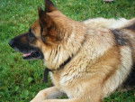 rubie - Berger Allemand (9 ans)