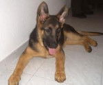 lina - Berger Allemand (5 mois)